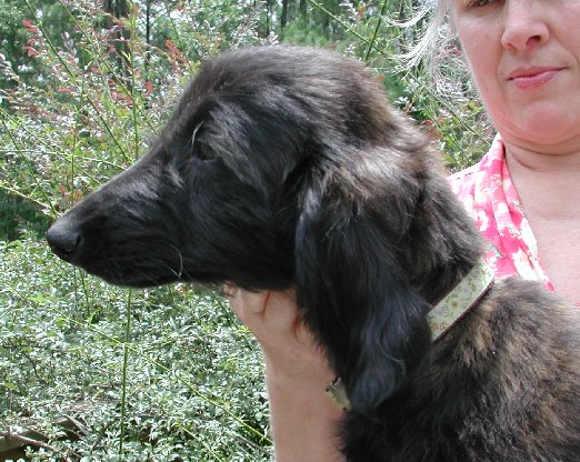 Green-BlkMskRed BrindleGirlH12wks.jpg - 81.12 K